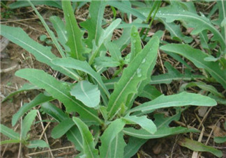 曲曲菜有什么功效？曲曲菜的功效與禁忌