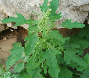 灰灰菜有什么功效？灰灰菜有什么營養(yǎng)價(jià)值