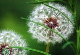 蒲公英泡水喝有什么副作用?蒲公英泡水喝的功效與作用 蒲公英泡水喝有什么副作用?蒲公英泡水喝的功效與作用