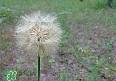 蒲公英泡水喝有什么副作用?蒲公英泡水喝的功效與作用 蒲公英泡水喝有什么副作用?蒲公英泡水喝的功效與作用