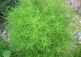 掃帚菜怎么吃？掃帚菜做法