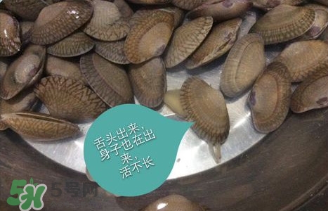 芒果螺怎么清洗？芒果螺怎么吃