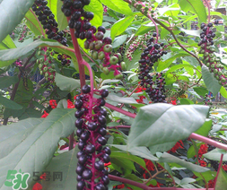 商陸可以吃嗎？商陸能不能吃？