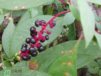 商陸可以吃嗎？商陸能不能吃？