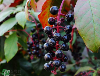 商陸可以吃嗎？商陸能不能吃？