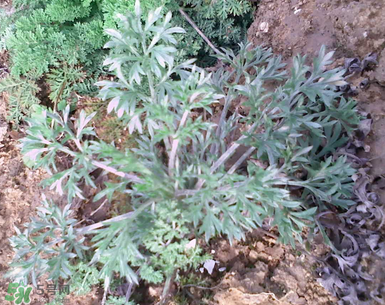 白蒿的食用禁忌 白蒿有什么食用禁忌？