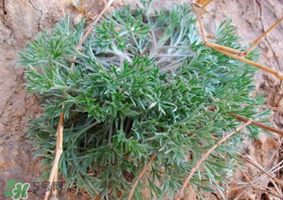 白蒿的食用禁忌 白蒿有什么食用禁忌？