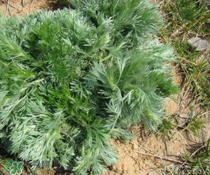 白蒿的食用禁忌 白蒿有什么食用禁忌？