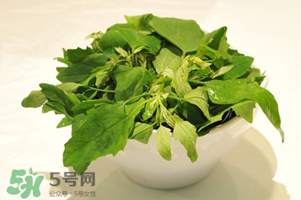 灰灰菜有什么功效？灰灰菜有什么營養(yǎng)價(jià)值