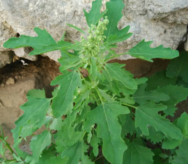 灰菜能生吃嗎？灰菜怎么做好吃