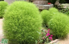 掃帚菜怎么吃？掃帚菜做法