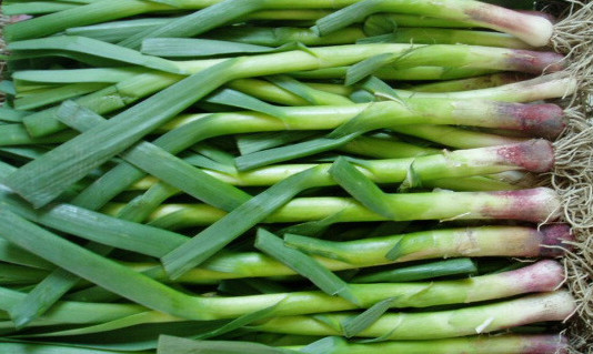 怎么種蒜苗？在家怎么種蒜苗