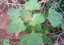 灰灰菜是什么樣子？灰灰菜圖片