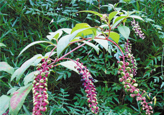 商陸可以吃嗎？商陸能不能吃？