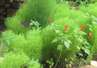 掃帚菜有什么功效？掃帚菜的功效與作用