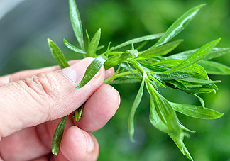 掃帚菜孕婦能吃嗎？孕婦可以吃掃帚菜嗎