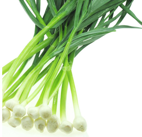 怎么種蒜苗？在家怎么種蒜苗