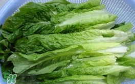 萵苣葉是什么？生菜是不是萵苣葉子