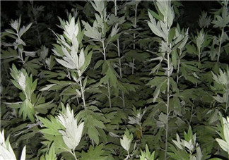 白蒿的食用禁忌 白蒿有什么食用禁忌？