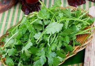 四月份可以種香菜嗎？四月份還能種香萊嗎？