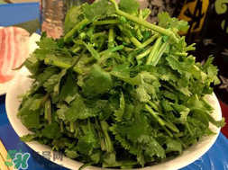 四月份可以種香菜嗎？四月份還能種香萊嗎？