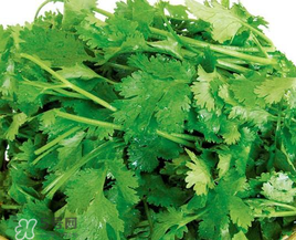 四月份可以種香菜嗎？四月份還能種香萊嗎？