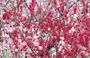 桃花醉酒好喝嗎？喝桃花醉酒有什么好處？