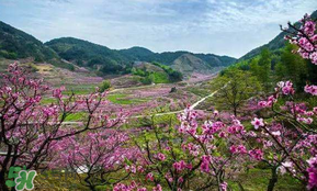 桃花醉酒好喝嗎？喝桃花醉酒有什么好處？