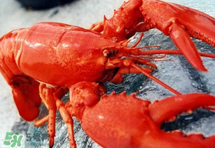 龍蝦怎么保存不會(huì)死？龍蝦怎么保存才新鮮？