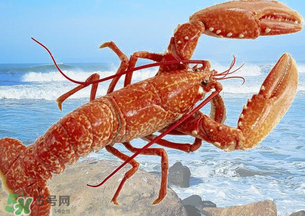 龍蝦怎么保存不會(huì)死？龍蝦怎么保存才新鮮？