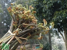 蕨菜要煮多久?蕨菜要煮多長時(shí)間? 蕨菜要煮多久?蕨菜要煮多長時(shí)間?