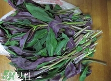 吃血皮菜有什么好處?血皮菜的功效與禁忌 吃血皮菜有什么好處?血皮菜的功效與禁忌