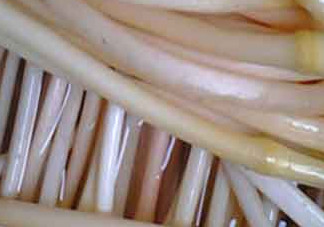 藕帶什么時候有？藕帶什么時候上市