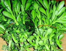 養(yǎng)心菜哪些人不能吃?養(yǎng)心菜哪些人可以吃? 養(yǎng)心菜哪些人不能吃?養(yǎng)心菜哪些人可以吃?