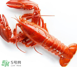 龍蝦怎么養(yǎng)不會死？大龍蝦怎么養(yǎng)不會死？