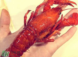 龍蝦怎么養(yǎng)不會死？大龍蝦怎么養(yǎng)不會死？