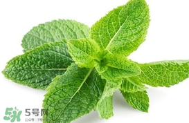 薄荷葉在哪兒買？新鮮的薄荷葉哪里買