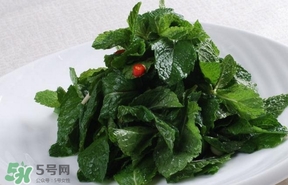 薄荷葉在哪兒買？新鮮的薄荷葉哪里買