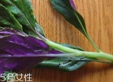 紅背菜是發(fā)物嗎?紅背菜孕婦可以吃嗎? 紅背菜是發(fā)物嗎?紅背菜孕婦可以吃嗎?