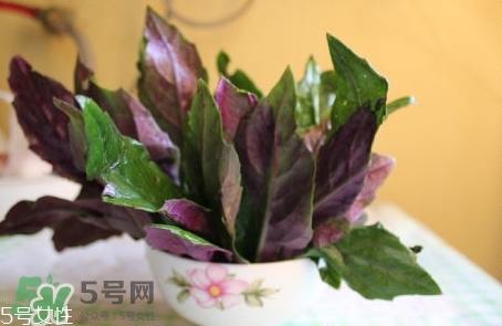 紅背菜是發(fā)物嗎?紅背菜孕婦可以吃嗎? 紅背菜是發(fā)物嗎?紅背菜孕婦可以吃嗎?