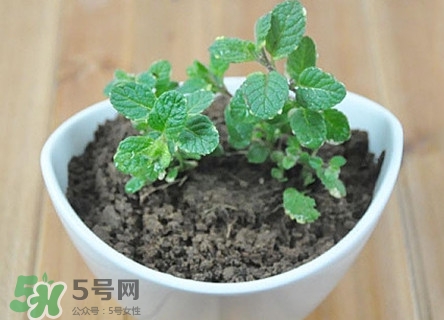 薄荷怎么養(yǎng)？薄荷怎么養(yǎng)才能爆盆