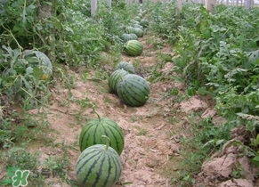 西瓜什么時候播種？2017西瓜什么時候播種？