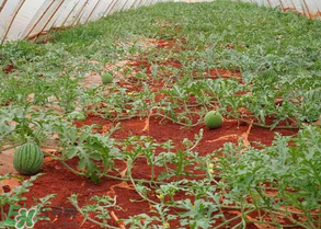 西瓜什么時候播種？2017西瓜什么時候播種？