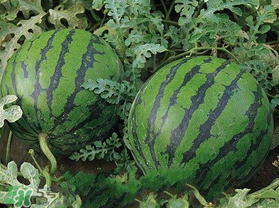 西瓜什么時候播種？2017西瓜什么時候播種？