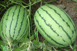 西瓜什么時(shí)候上市？西瓜什幾月份上市？