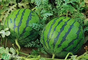 西瓜什么時(shí)候上市？西瓜什幾月份上市？