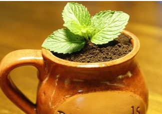 薄荷葉怎么吃？薄荷葉的吃法