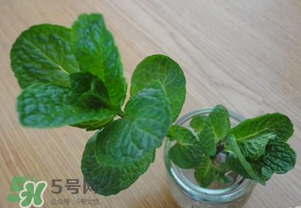 薄荷怎么養(yǎng)？薄荷怎么養(yǎng)才能爆盆