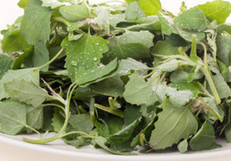 灰灰菜能吃嗎？灰灰菜怎么做菜才好吃