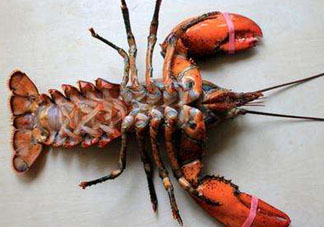 龍蝦怎么保存不會死？龍蝦怎么保存才新鮮？